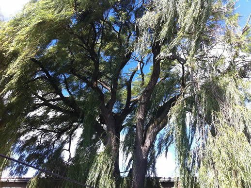 image of a large weeping willow tree